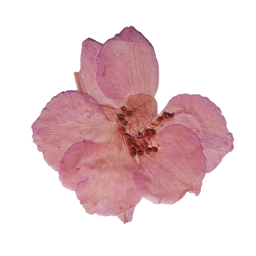 Fleur présentation